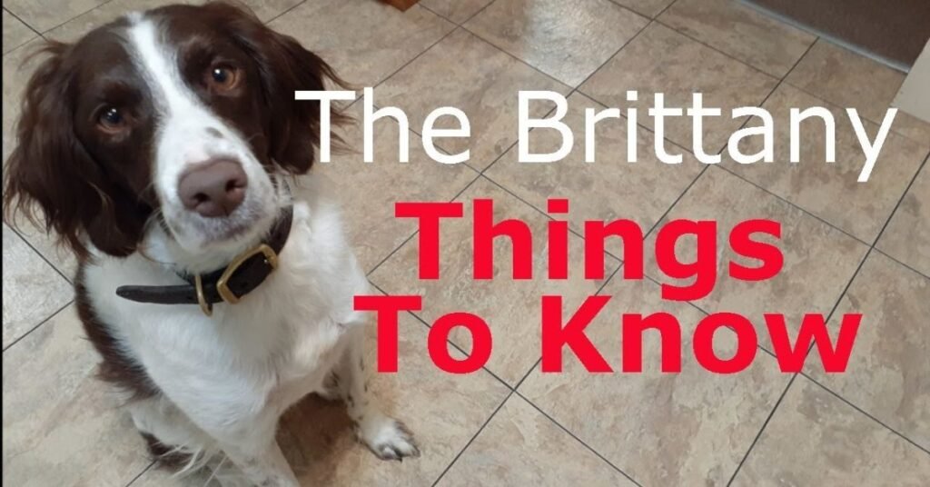brittany spaniel dog food
