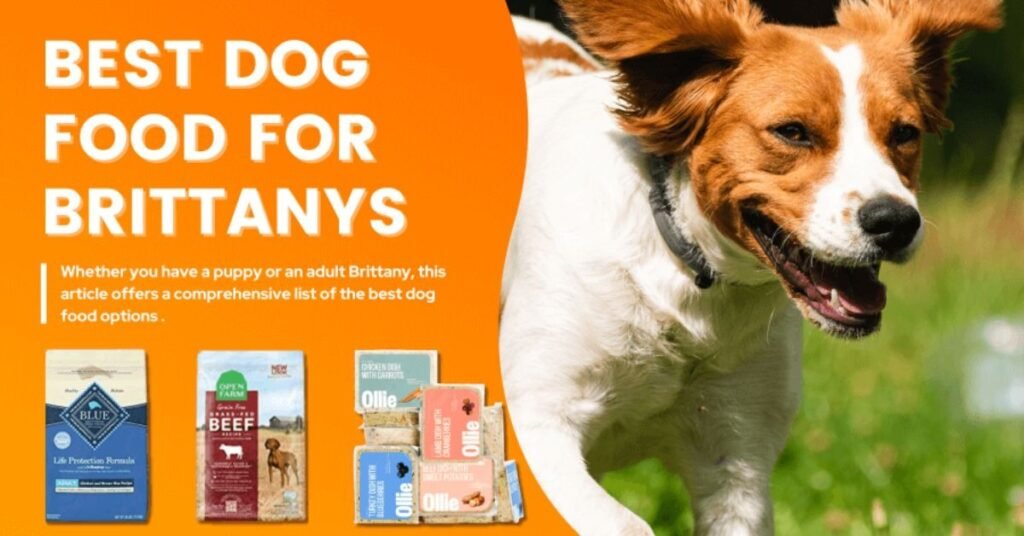 brittany spaniel dog food