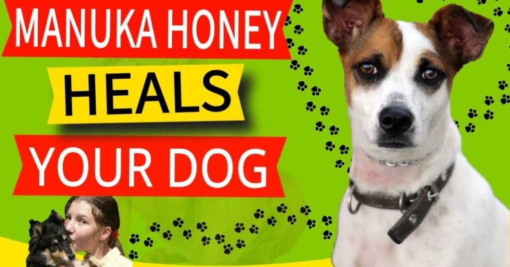 Manuka Honey for Dogs 