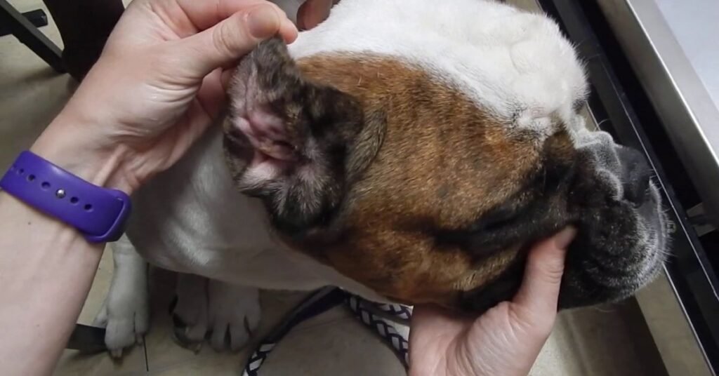 Hematoma in Dogs Ear