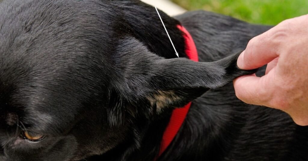 Hematoma in Dogs Ear