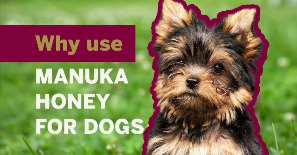 Manuka Honey for Dogs 