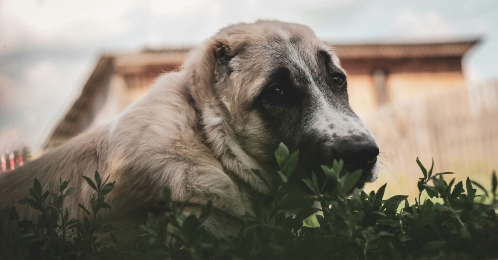 Can Dogs Have Oregano