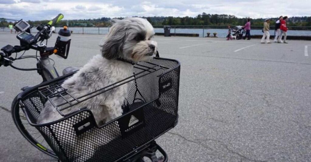 Carrying Dog on Bicycle