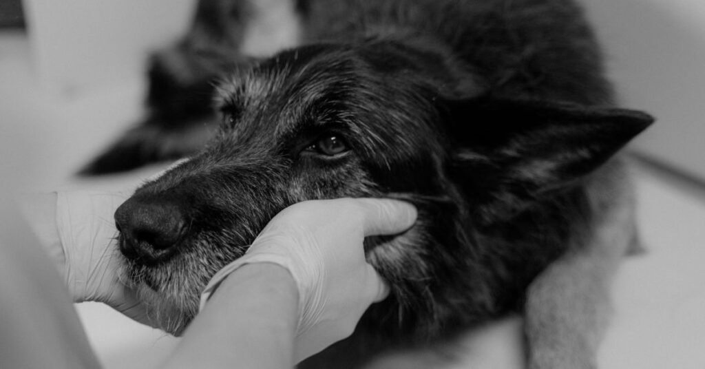 Cancer Bumps on Dogs 