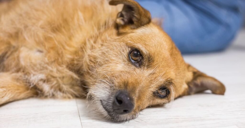 Cancer Bumps on Dogs 