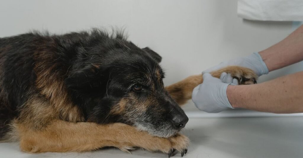 Cancer Bumps on Dogs 