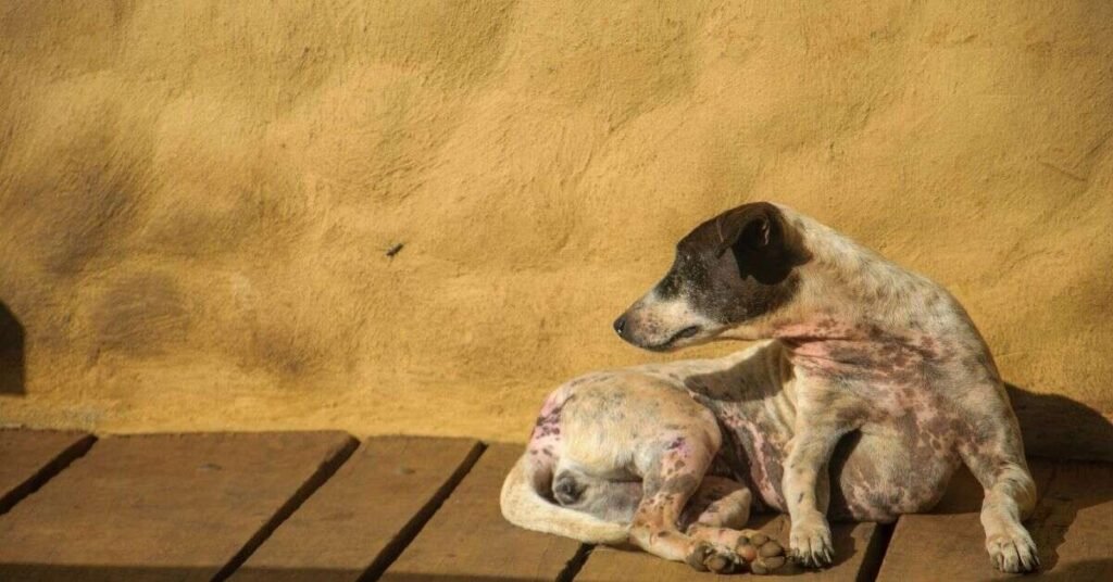 Cancer Bumps on Dogs 