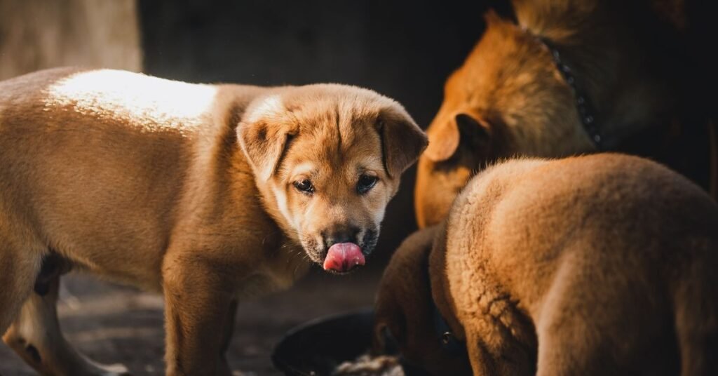 Chicken Hearts for Dogs 