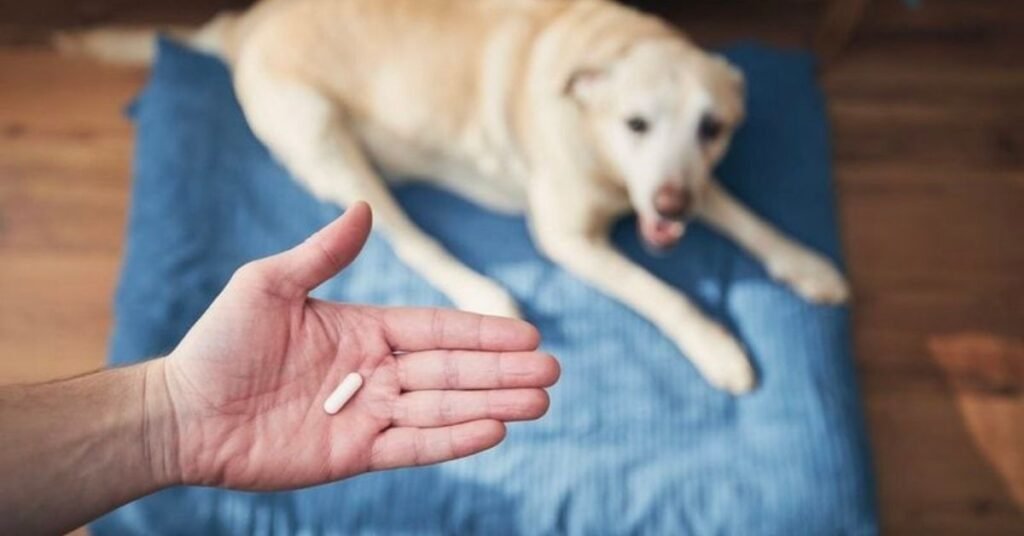 Sleeping Pills for Dogs