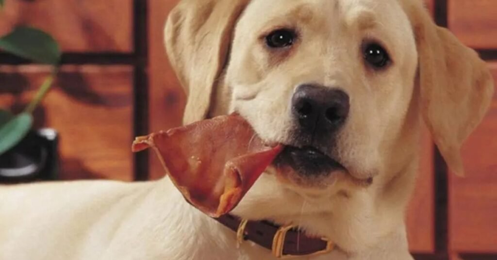 Pigs Ears for Dogs