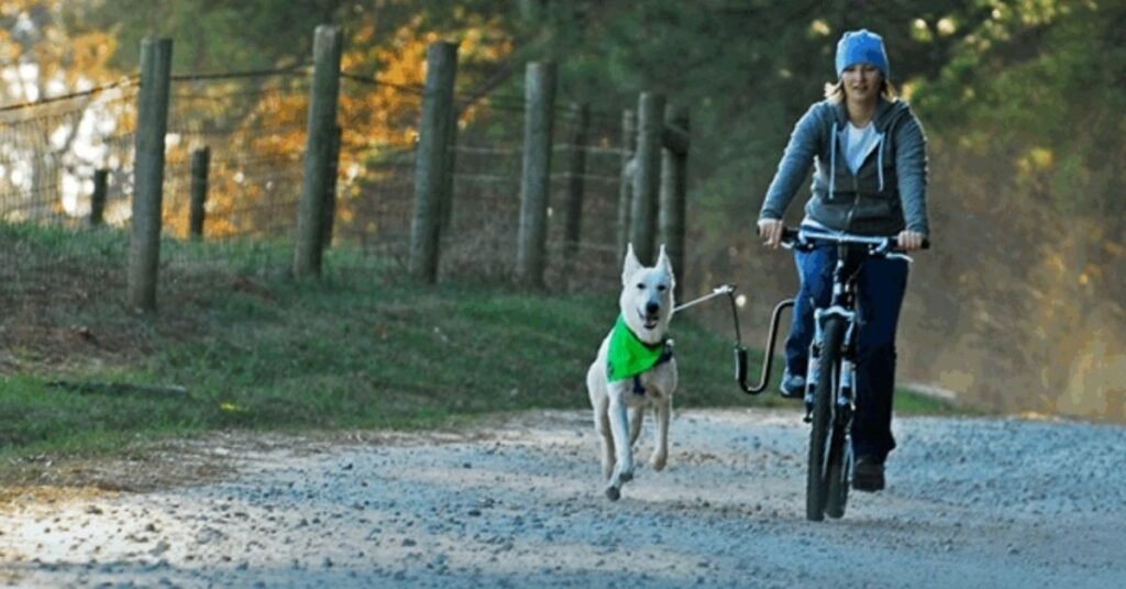 Carrying Dog on Bicycle