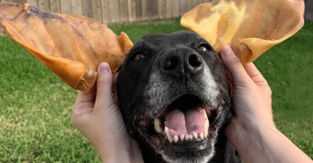Pigs Ears for Dogs