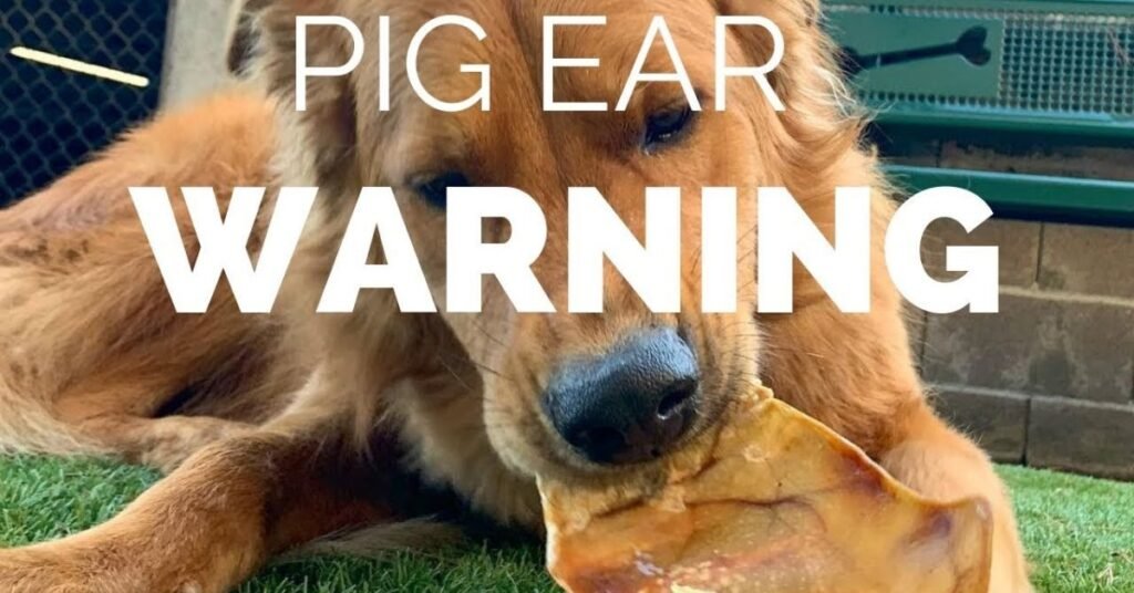 Pigs Ears for Dogs