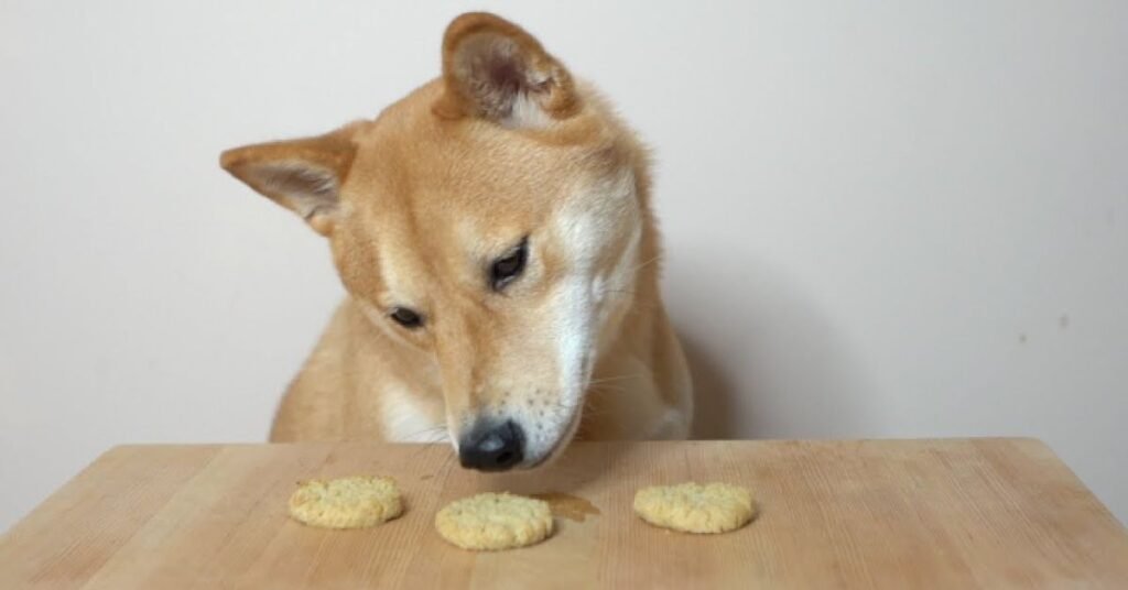 Can Dogs Eat Biscuits 