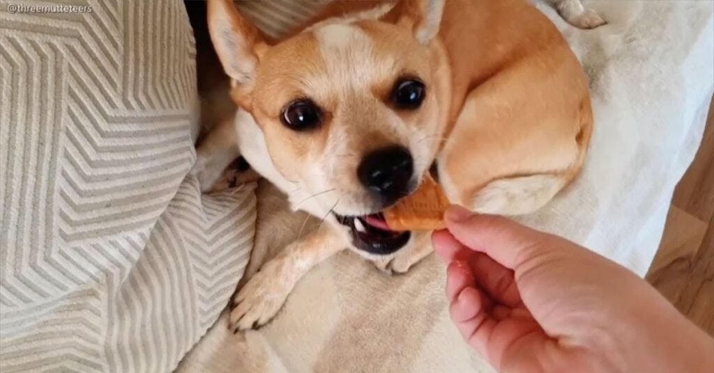 Can Dogs Eat Biscuits 