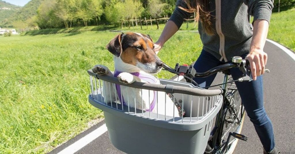 Carrying Dog on Bicycle