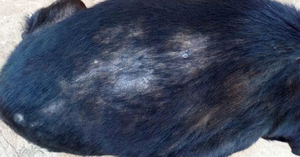 Dog Hair Loss Treatment