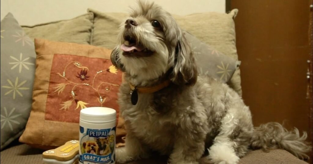 Goat Milk for Dogs