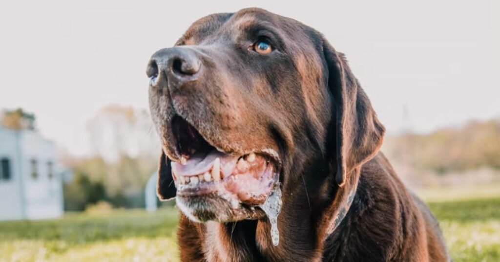 Dog Foaming at Mouth 