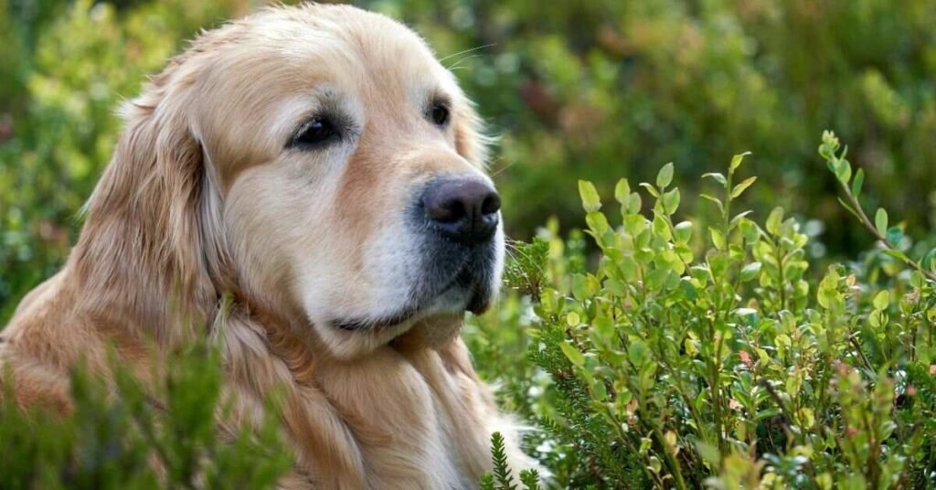 Can Dogs Have Oregano
