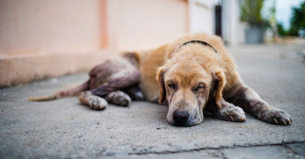 Cancer Bumps on Dogs 