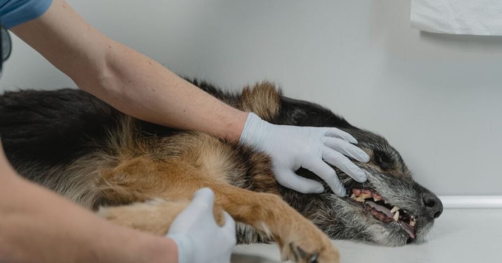 Cancer Bumps on Dogs 