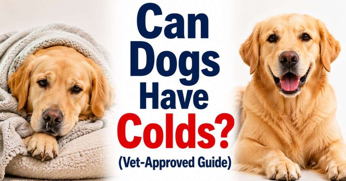 Can Dogs Have Colds