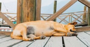 Dog Bloat