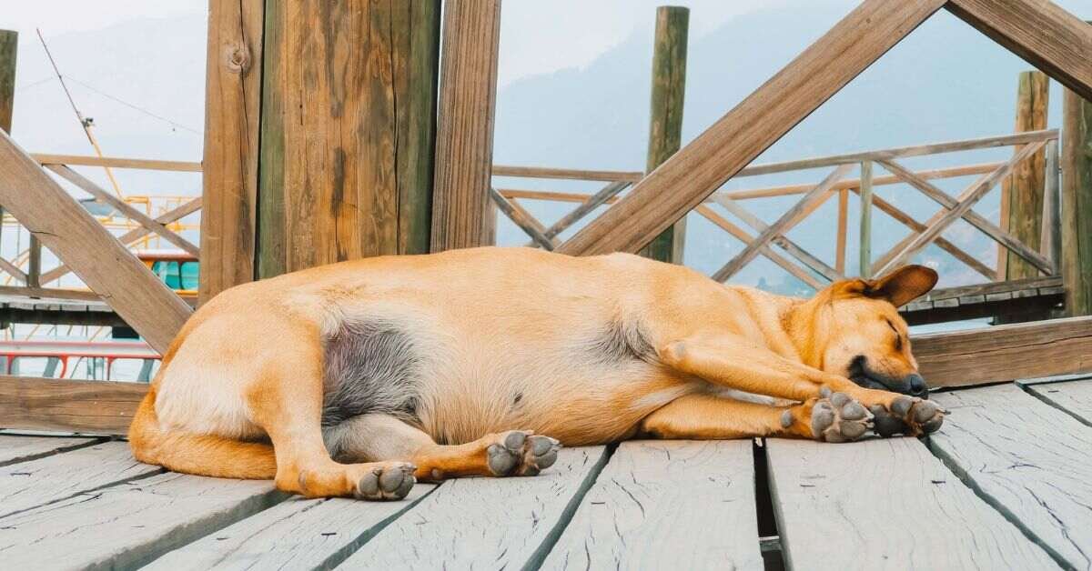 Dog Bloat
