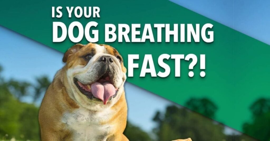 Rapid Breathing in Dogs