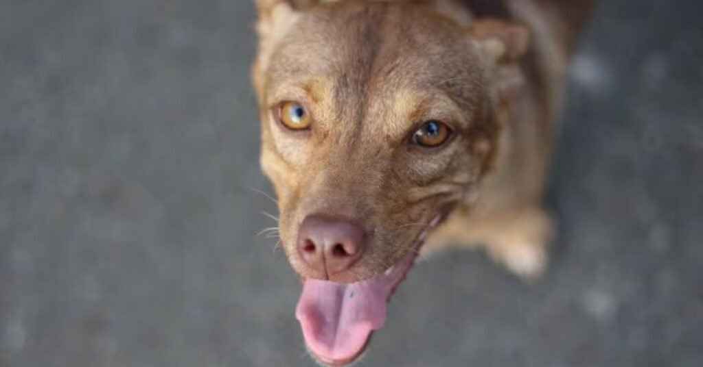 Rapid Breathing in Dogs