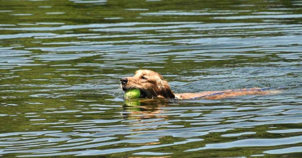 Do All Dogs Swim 