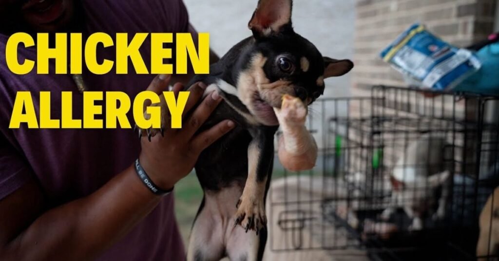 Dog Allergic to Chicken