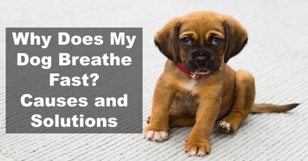 Rapid Breathing in Dogs
