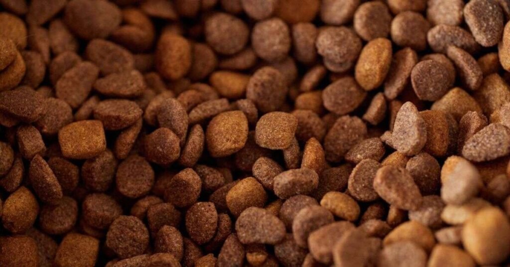 Protein in Dog Food