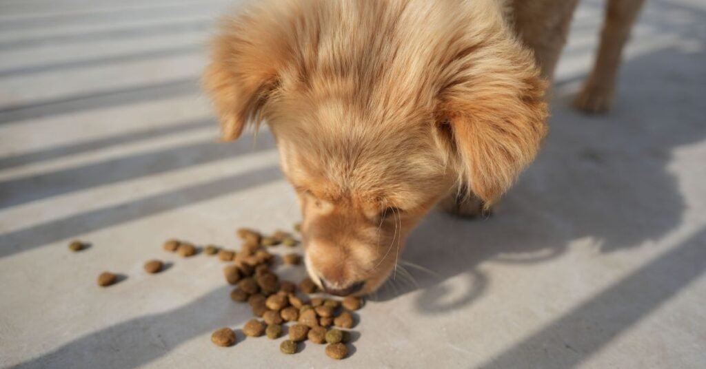 Protein in Dog Food