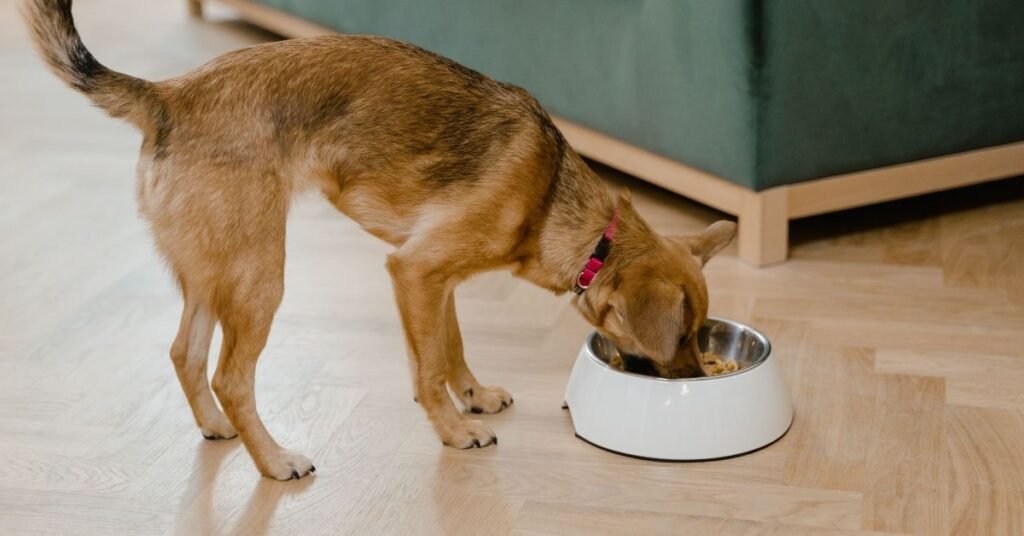 Protein in Dog Food