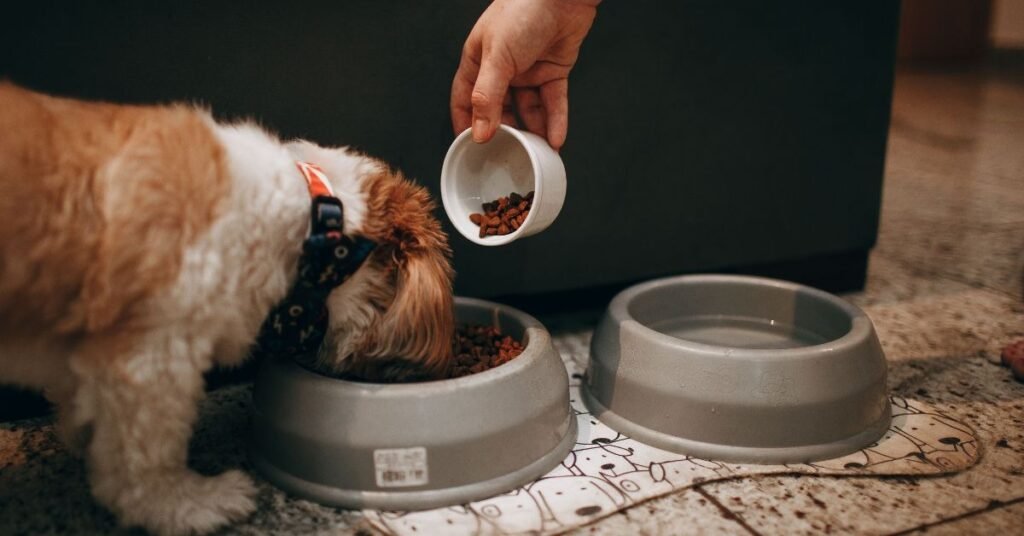 Protein in Dog Food