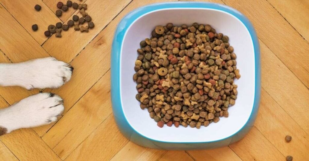 Protein in Dog Food