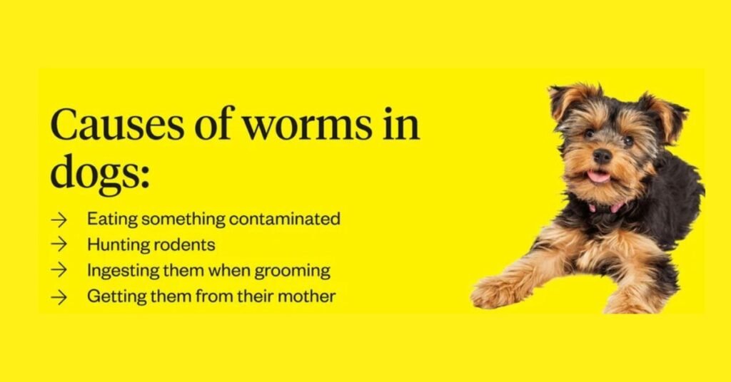Whip Worms in Dogs 