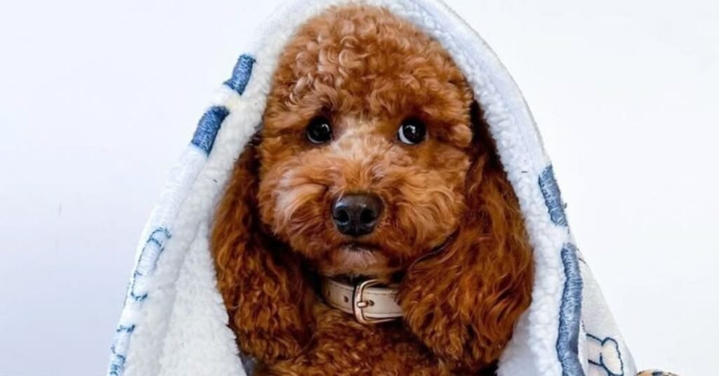 Can Dogs Have Colds 
