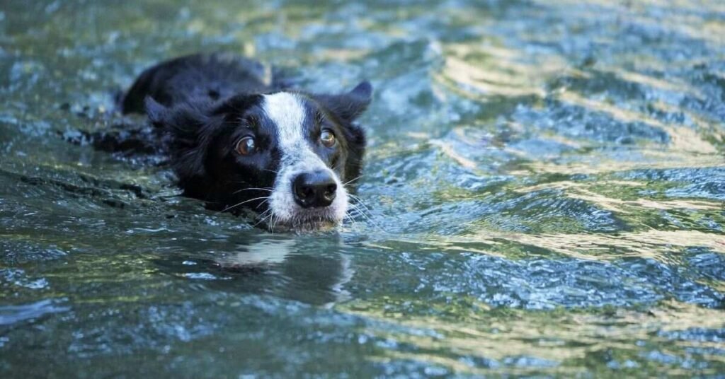 Do All Dogs Swim 
