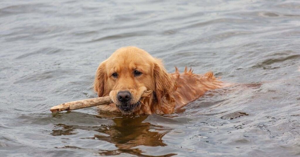 Do All Dogs Swim 