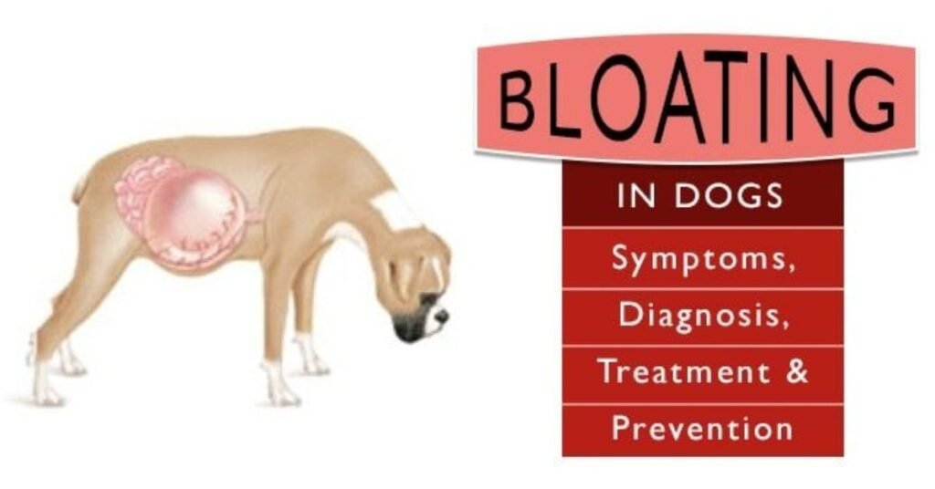 Dog Bloat 