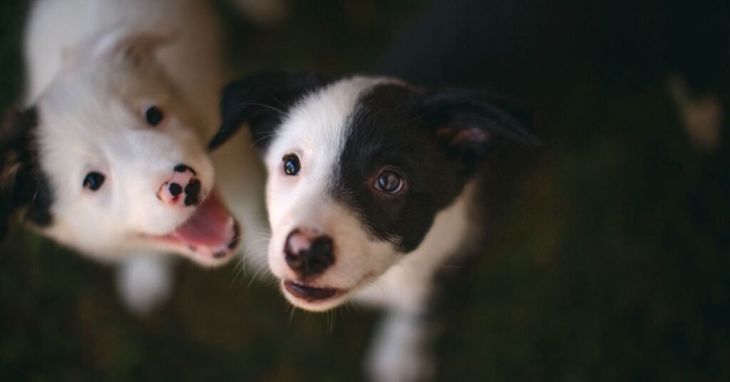 black dog food