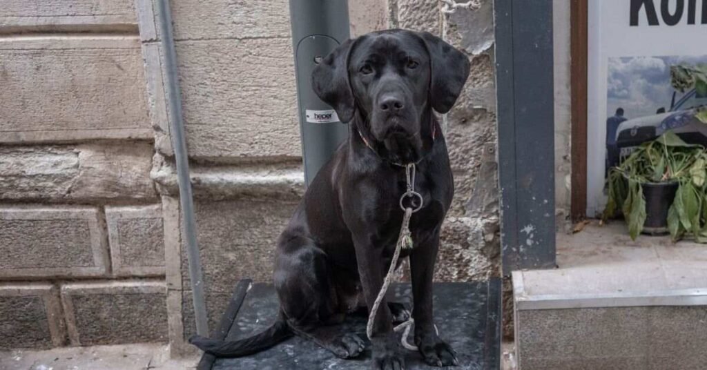 black dog food