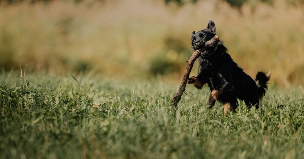 black dog food