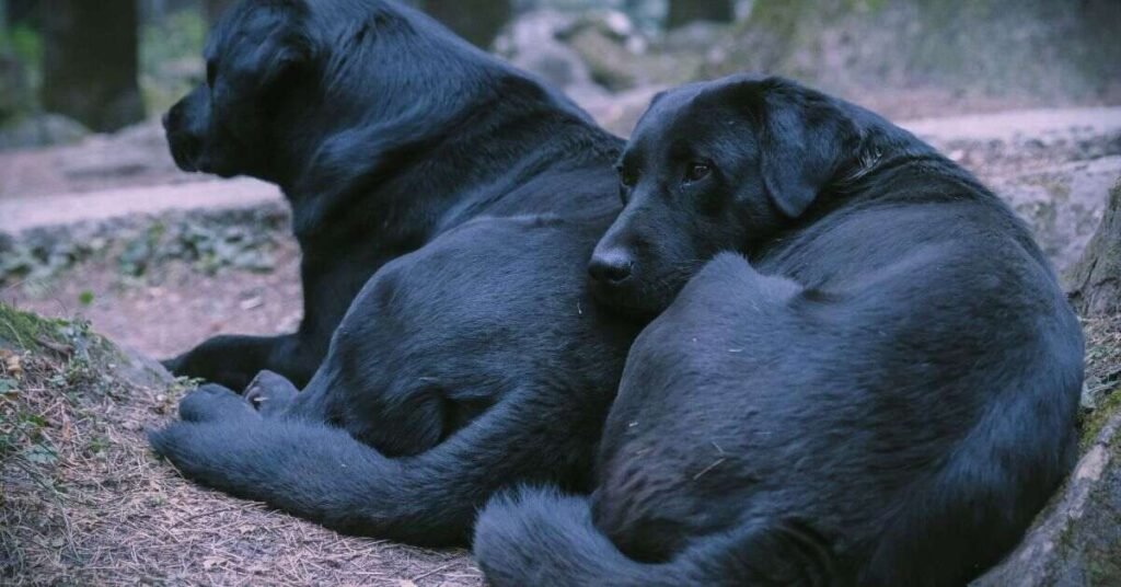 black dog food