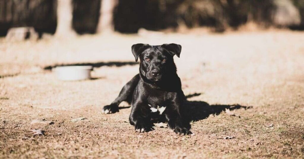 black dog food